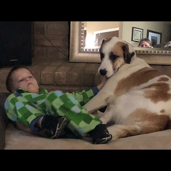 Please don't leave animals and hot cars - Picture 8 of 8